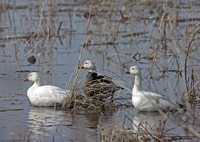 Snow Geese 6405